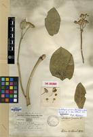 Isosyntype of Calotropis hamiltonii Wight [family APOCYNACEAE]
