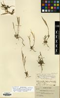 Isotype of Arabis nubigena Macbr. & Payson [family CRUCIFERAE]