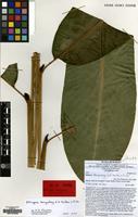 Isotype of Etlingera kenyalang A.D.Poulsen & H.Chr. [family ZINGIBERACEAE]