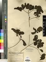 Type of Pavetta catophylla K.Schum. [family RUBIACEAE]