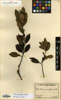 Isotype of Guioa pauciflora Radlk. [family SAPINDACEAE]