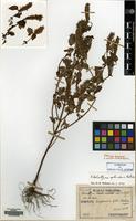 Syntype of Elsholtzia pseudocristata H. Levl. & Vaniot [family LABIATAE]