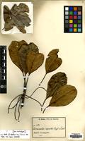 Isolectotype of Terminalia superba Engl.&Diels [family COMBRETACEAE]