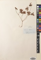 Filed as Geranium robertianum L. [family GERANIACEAE]