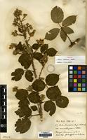 Isotype of Rubus ordovicum Newton [family ROSACEAE]