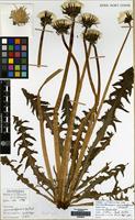 Lectotype of Taraxacum pannulatiforme Dahlst. [family COMPOSITAE]