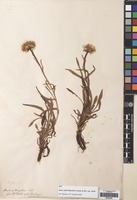 Filed as Symphyotrichum vahlii (Gaudich.) G.L. Nesom [family COMPOSITAE]
