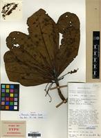 Isotype of Terminalia impediens Coode [family COMBRETACEAE]