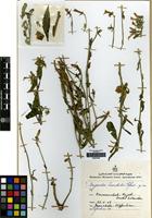 Isotype of Zeugandra iranshahrii Esfand [family CAMPANULACEAE]