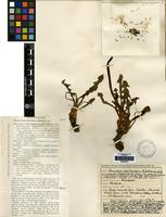 Filed as Taraxacum duplidentifrons Dahlst. [family COMPOSITAE]