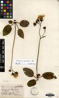 Isotype of Hieracium pauculidens P.D.Sell & C.West [family COMPOSITAE]