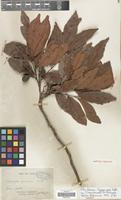 Lectotype of Cupaniopsis apiocarpa Radlk. [family SAPINDACEAE]