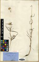 Isotype of Gomphrena flaccida R.Br. [family AMARANTHACEAE]