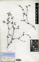 Isotype of Nyssanthes diffusa R.Br. [family AMARANTHACEAE]
