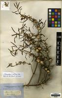 Isotype of Alternanthera nodiflora R.Br. [family AMARANTHACEAE]