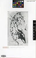 Holotype of Ivanjohnstonia jaunsariensis Kazmi [family BORAGINACEAE]