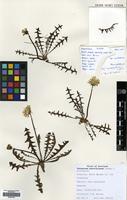 Filed as Taraxacum haworthianum Dudman & A.J.Richards [family COMPOSITAE]