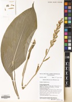 Filed as Siphonochilus kirkii ( Hook. ) B.L.Burtt [family ZINGIBERACEAE]