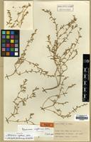 Holotype of Petrosimonia nigdeensis Aellen [family AMARANTHACEAE]