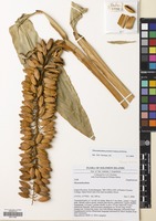 Filed as Pleuranthodium peekelii (Valeton) R.M.Sm. [family ZINGIBERACEAE]