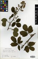 Filed as Rubus scoticus (Rogers & A. Ley) E.S. Edees [family ROSACEAE]