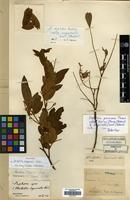 Holotype of Millettia esquirolii H.Lev. [family LEGUMINOSAE]