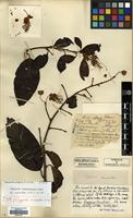 Syntype of Capparis masaikai H. Lev. [family CAPPARACEAE]