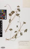 Filed as Geranium collinum Steph. ex Willd. [family GERANIACEAE]