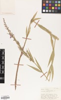 Filed as Lythrum virgatum L. [family LYTHRACEAE]