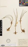 Filed as Crocus graveolens Boiss. & Reut. ex Boiss. [family IRIDACEAE]