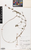 Filed as Lotus palustris Willd. [family LEGUMINOSAE]