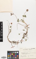 Filed as Trifolium fragiferum L. var. fragiferum [family LEGUMINOSAE]