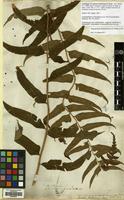 Lectotype of Lastrea hookeriana C.Presl [family THELYPTERIDACEAE]