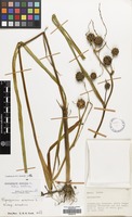 Filed as Sparganium erectum L. subsp. erectum [family SPARGANIACEAE]