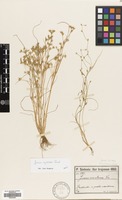 Filed as Juncus hybridus Brot. [family JUNCACEAE]