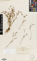 Filed as Juncus hybridus Brot. [family JUNCACEAE]