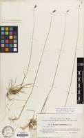 Filed as Hordeum brevisubulatum (Trin.) Link [family GRAMINEAE]