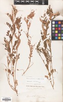 Filed as Vicia sativa L. subsp. sativa [family LEGUMINOSAE]