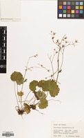 Filed as Saxifraga rotundifolia L. [family SAXIFRAGACEAE]