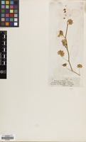 Filed as Saxifraga cymbalaria L. [family SAXIFRAGACEAE]
