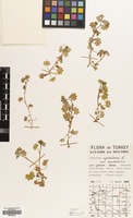 Filed as Saxifraga cymbalaria L. [family SAXIFRAGACEAE]