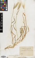 Filed as Hordeum murinum L. [family GRAMINEAE]
