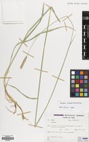Filed as Hordeum violaceum Boiss. & Hohen. [family GRAMINEAE]