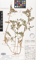 Filed as Vicia hyrcanica Fisch.& C.A.Mey. [family LEGUMINOSAE]