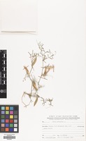 Filed as Vicia peregrina L. [family LEGUMINOSAE]