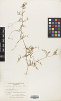 Filed as Vicia palaestina Boiss. [family LEGUMINOSAE]