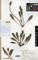 Filed as Taraxacum faeroense (Dahlst.) Dahlst. [family COMPOSITAE]