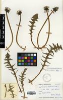 Filed as Taraxacum subundulatum Dahlst. [family COMPOSITAE]