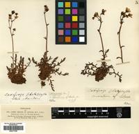 Filed as Saxifraga hypnoides L. [family SAXIFRAGACEAE]