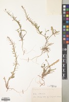 Filed as Sisymbrium runcinatum Lag. ex DC. [family CRUCIFERAE]